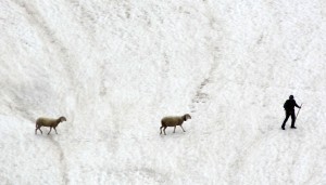 Schafe-im-Schnee